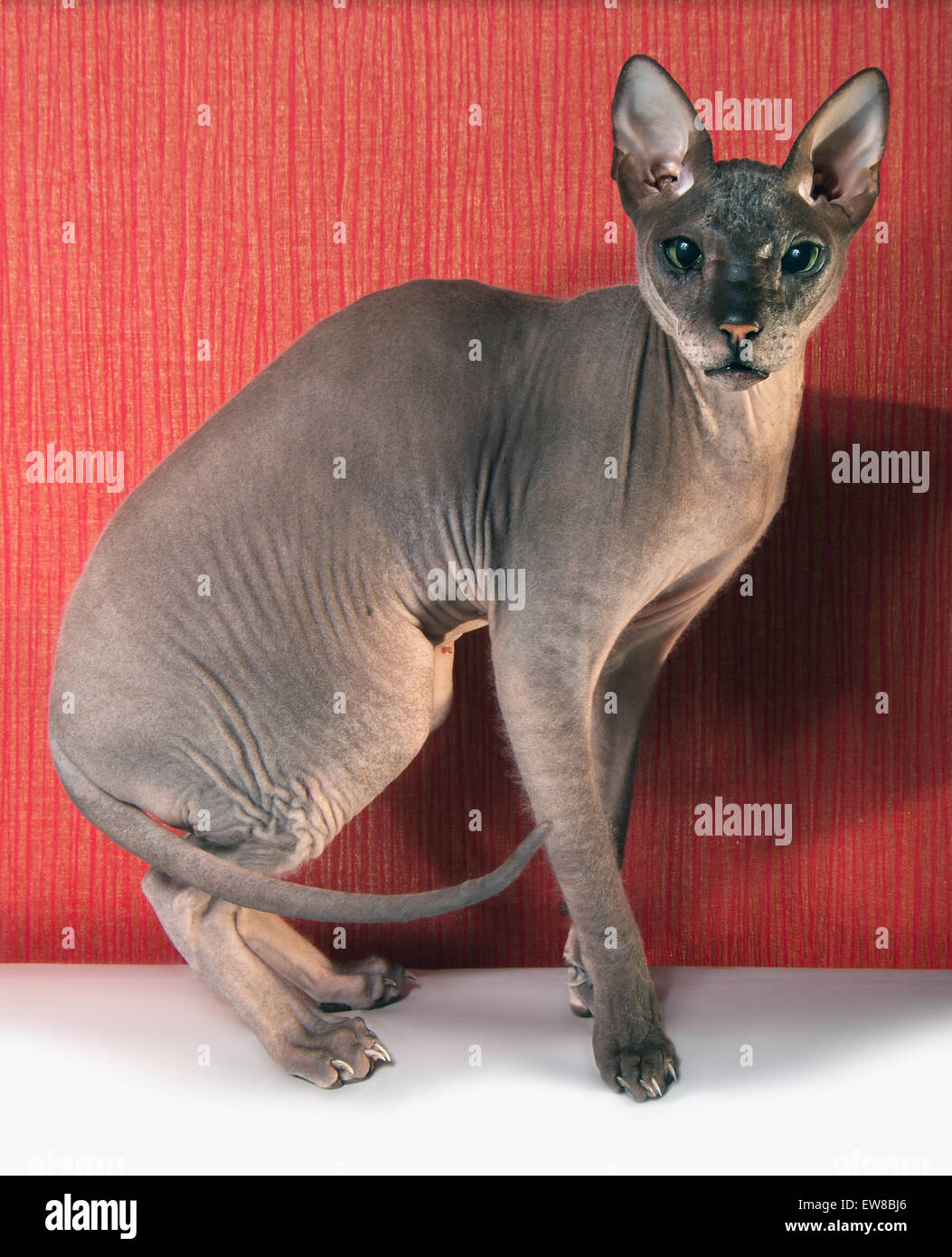 Bald cat don Sphynx Foto Stock