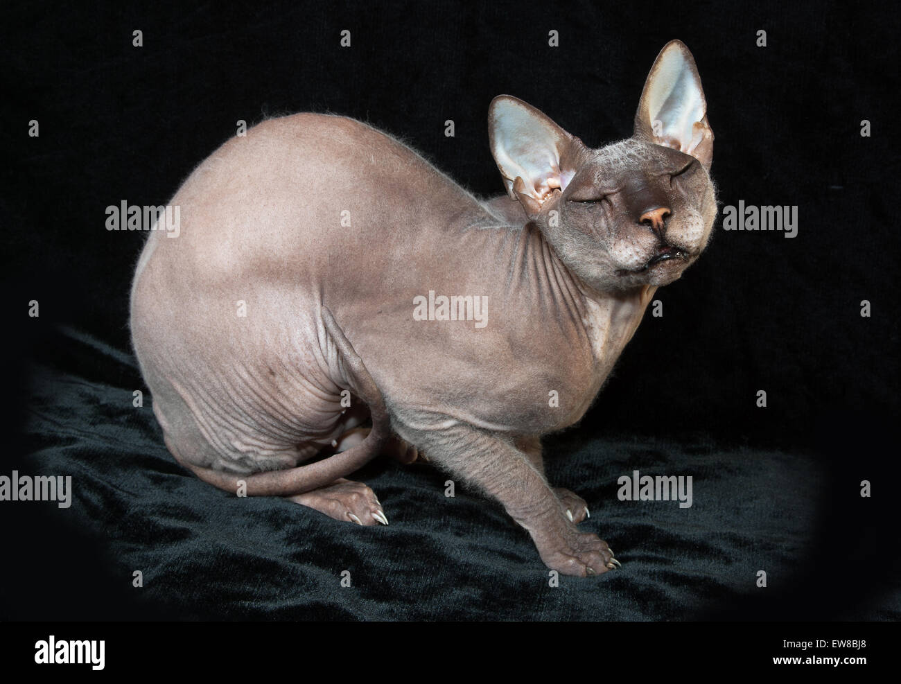 Bald cat don Sphynx Foto Stock