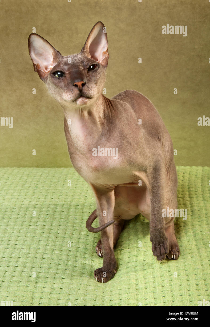 Bald cat don Sphynx Foto Stock