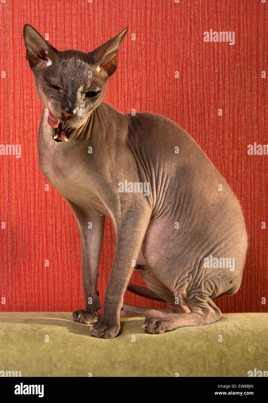 Bald cat don Sphynx Foto Stock