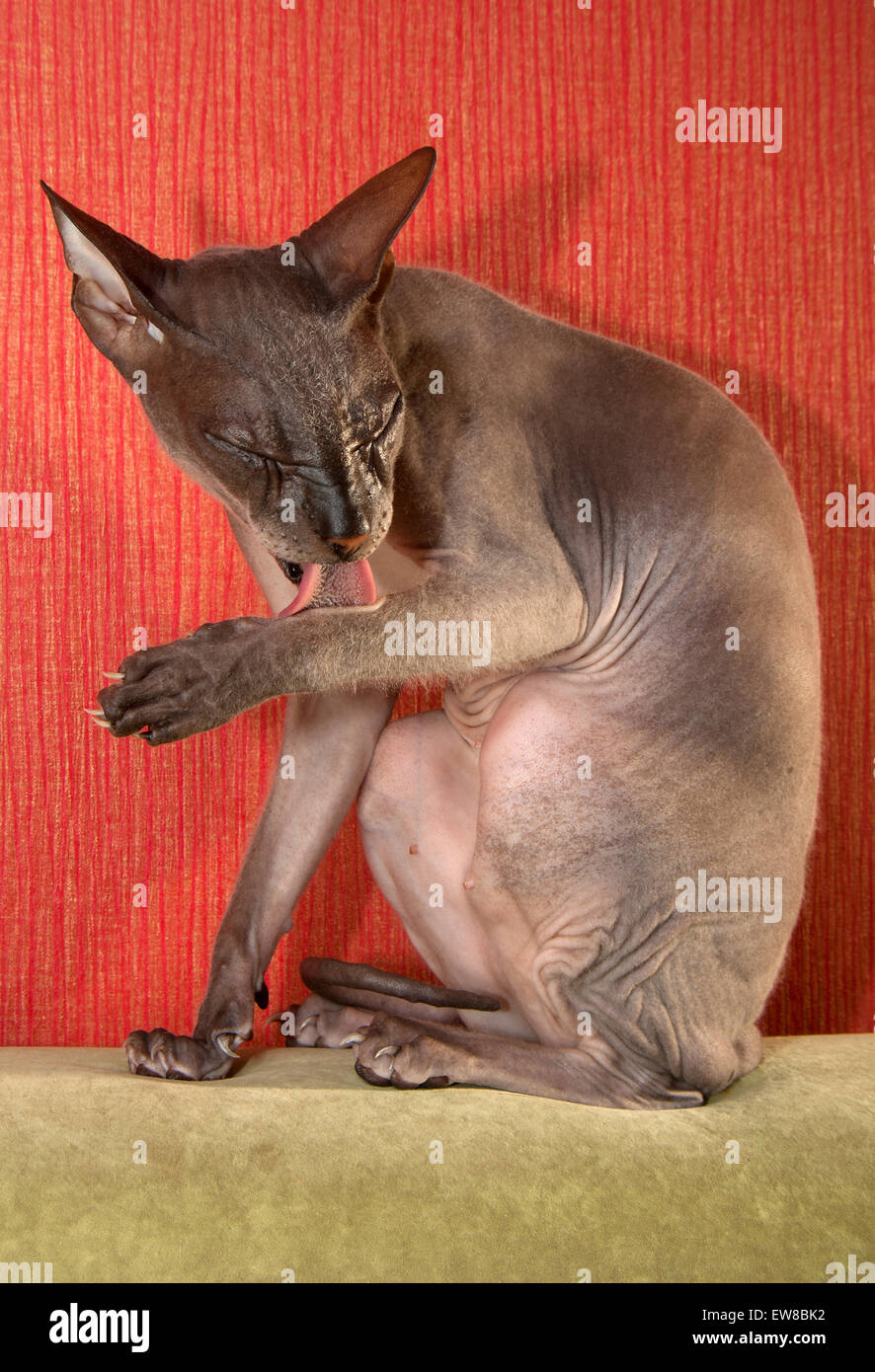 Bald cat don Sphynx Foto Stock