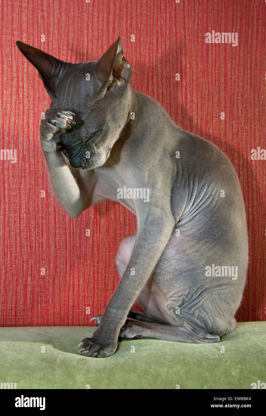 Bald cat don Sphynx Foto Stock