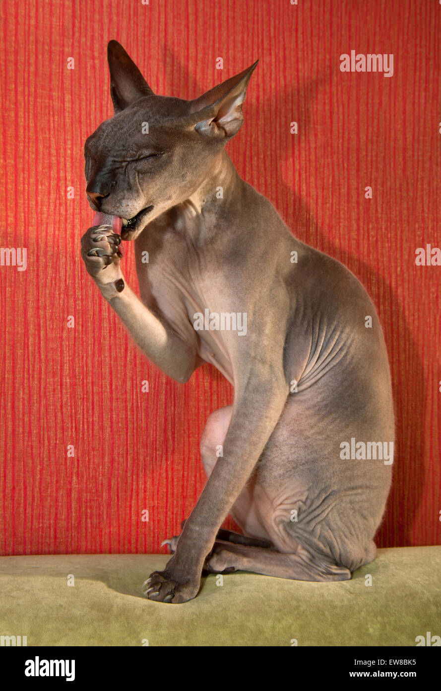 Bald cat don Sphynx Foto Stock