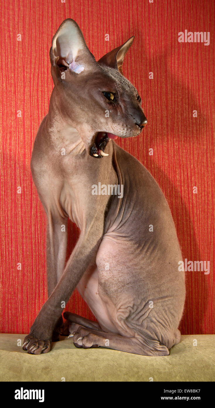 Bald cat don Sphynx Foto Stock