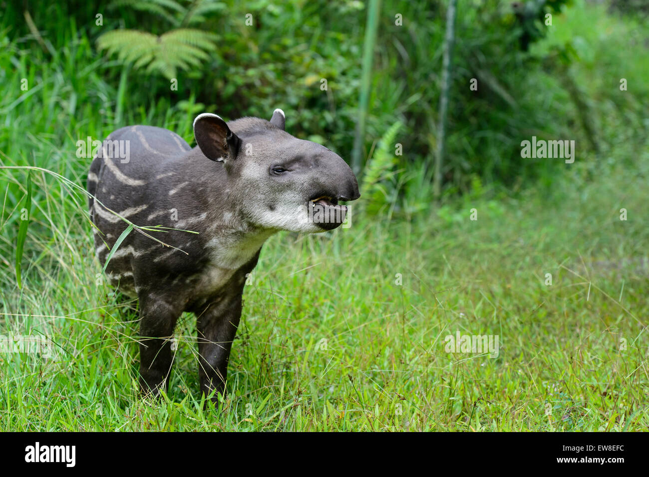 I capretti amazzonico il tapiro (Tapirus terrestris), il tapiro (Famiglia Tapiridae), la foresta pluviale amazzonica Yasuni National Park, Ecuador Foto Stock