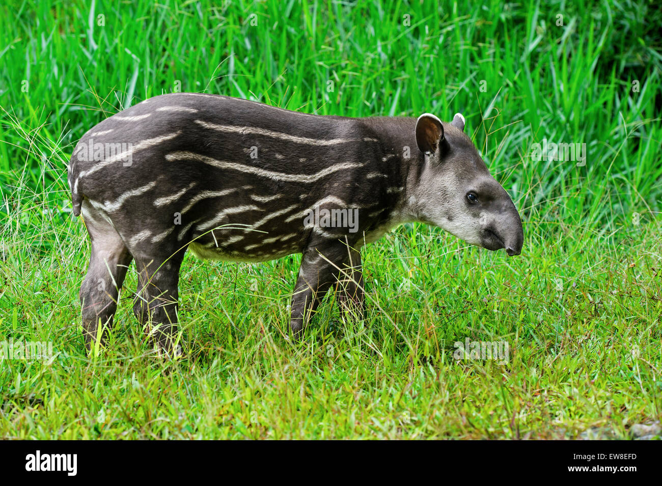 I capretti amazzonico il tapiro (Tapirus terrestris), il tapiro (Famiglia Tapiridae), la foresta pluviale amazzonica Yasuni National Park, Ecuador Foto Stock