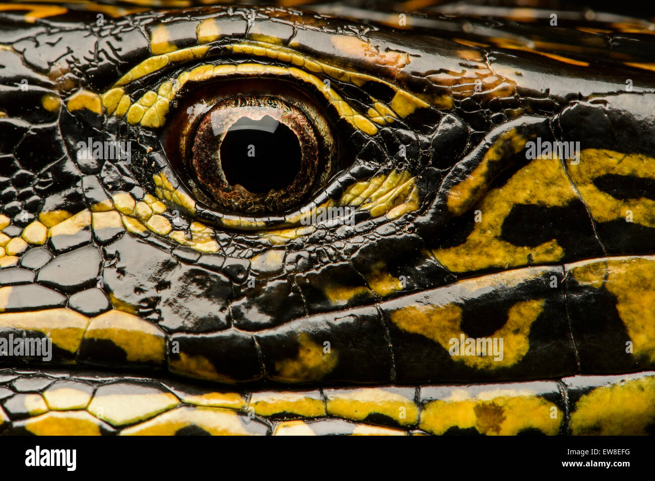 Occhio di un oro Tegu (Tupinambis teguixin), Whiptail (Famiglia Teiidae), la foresta pluviale amazzonica Yasuni National Park, Ecuador Foto Stock