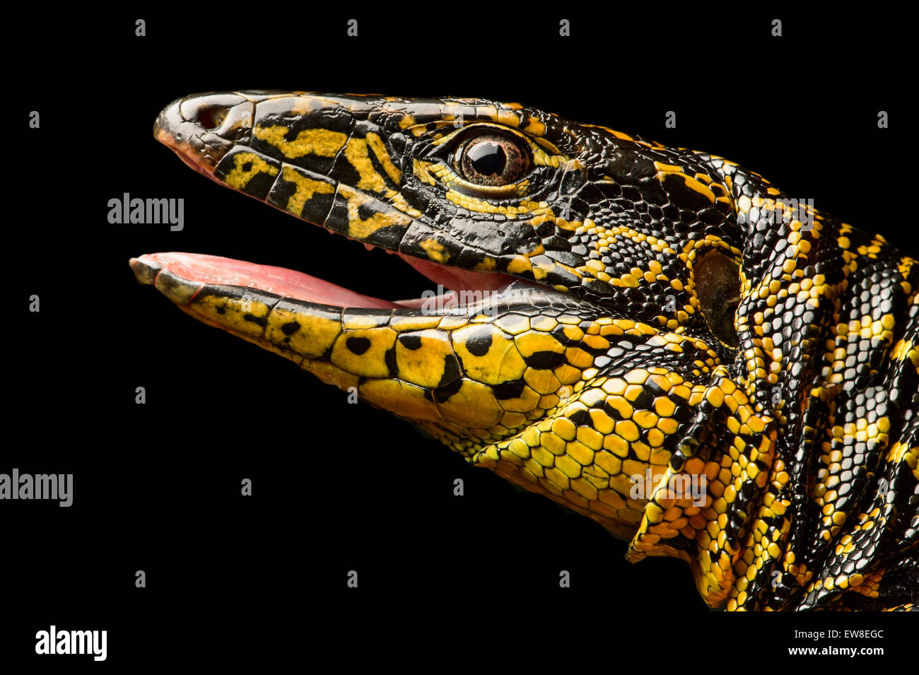 Oro (Tegu Tupinambis teguixin), Whiptail (Famiglia Teiidae), la foresta pluviale amazzonica Yasuni National Park, Ecuador Foto Stock