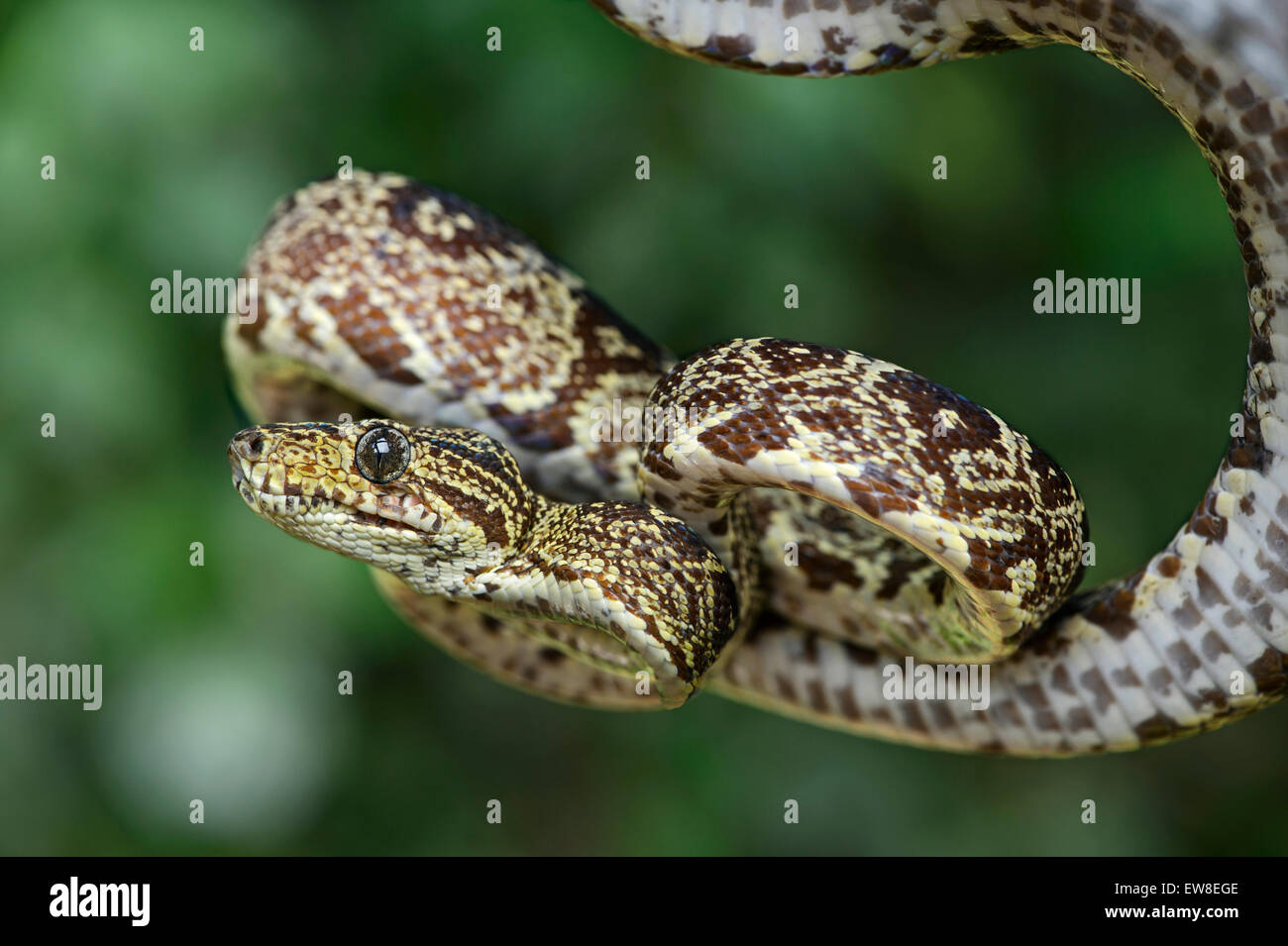 Amazon Tree Boa (Corallus hortulanus), Boa (famiglia Boidae), la foresta pluviale amazzonica Yasuni National Park, Ecuador Foto Stock