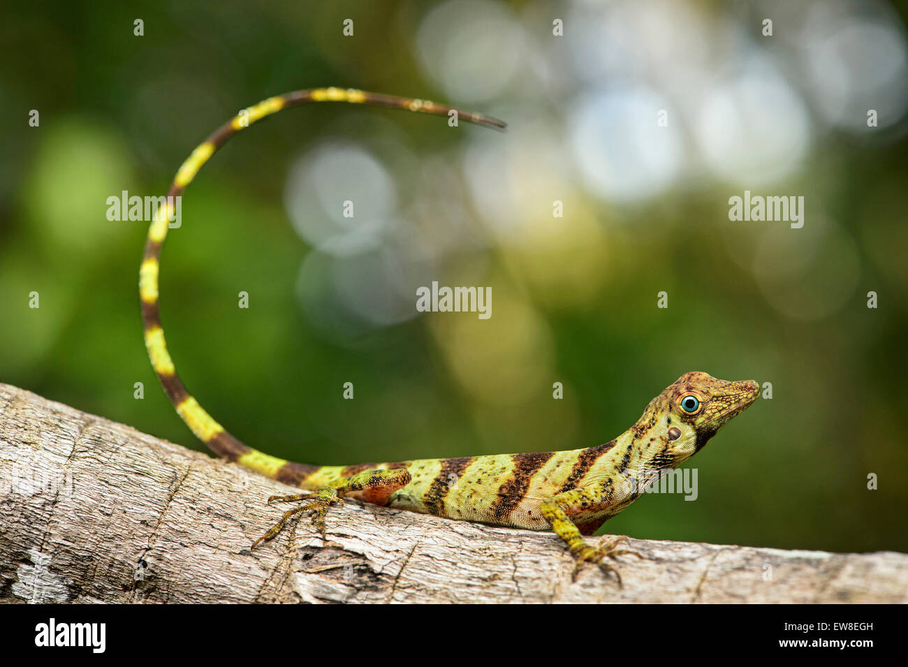 Femmina Tree-Anole nastrati lizard (Anolis transversalis) caratterizzato da occhi blu, iguana (Famiglia Iguanidae), la foresta pluviale amazzonica Foto Stock