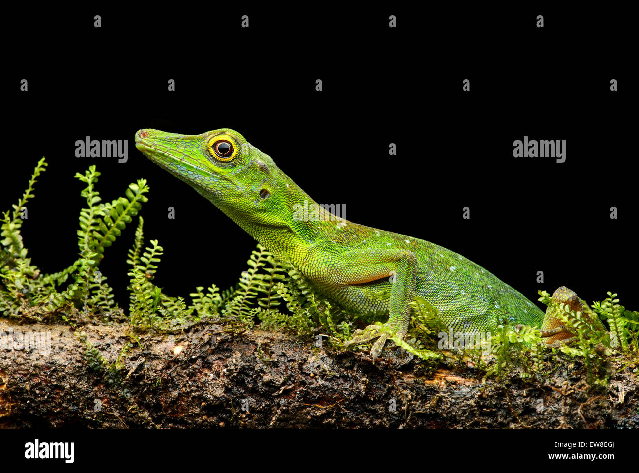 Boulenger Anole verde lizard (Anolis chloris), iguana (Famiglia Iguanidae), la foresta pluviale amazzonica Yasuni National Park, Ecuador Foto Stock