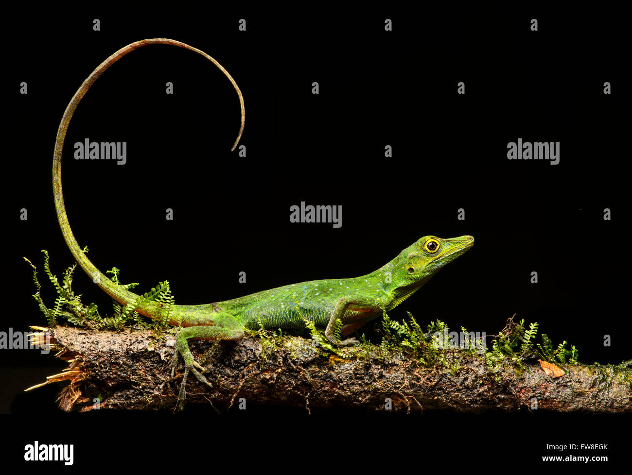 Boulenger Anole verde lizard (Anolis chloris), iguana (Famiglia Iguanidae), la foresta pluviale amazzonica Yasuni National Park, Ecuador Foto Stock