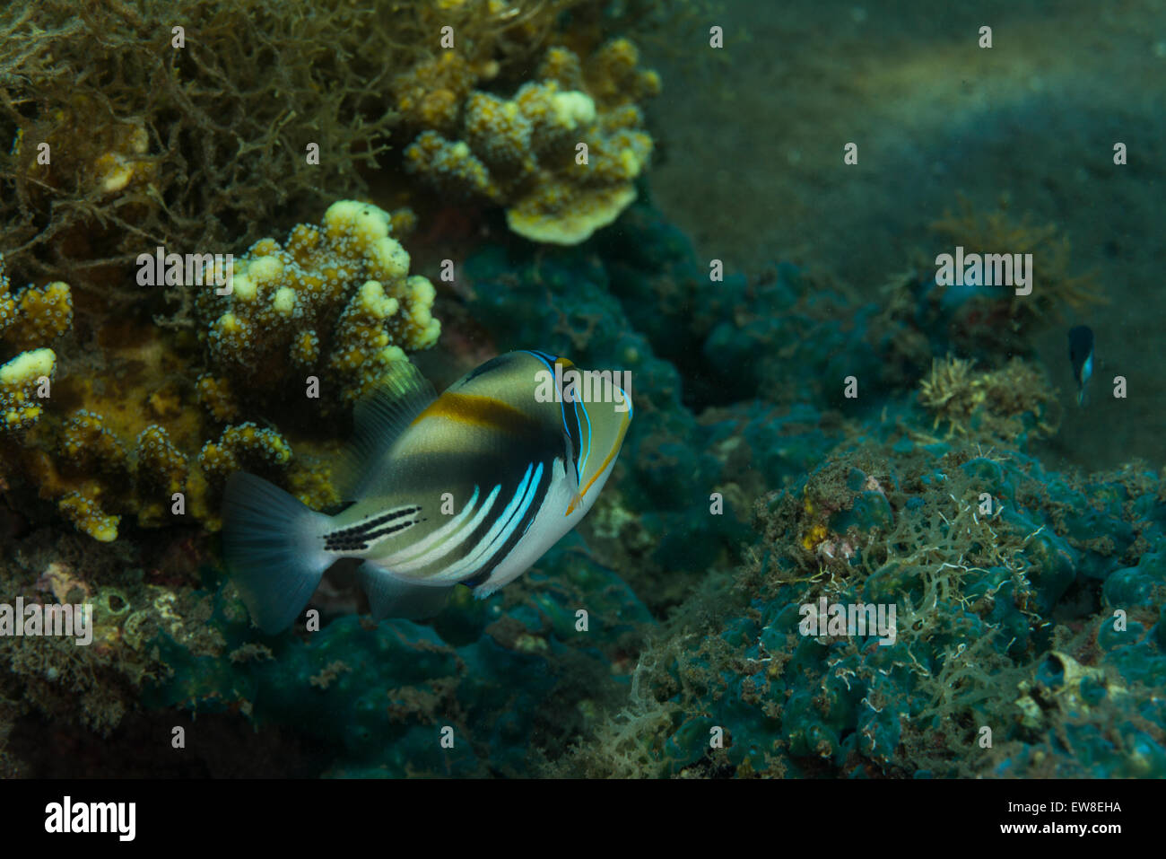 Picasso triggerfish un corallo Foto Stock