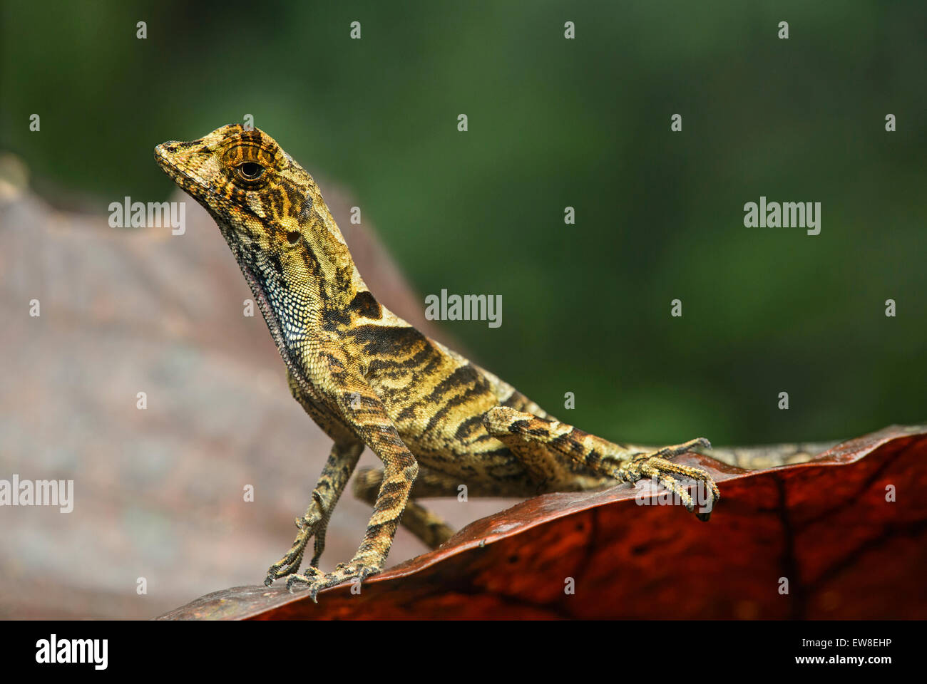 Giallo-tongued Anole lizard (Anolis scypheus), iguana (Famiglia Iguanidae), la foresta pluviale amazzonica Yasuni National Park, Ecuador Foto Stock