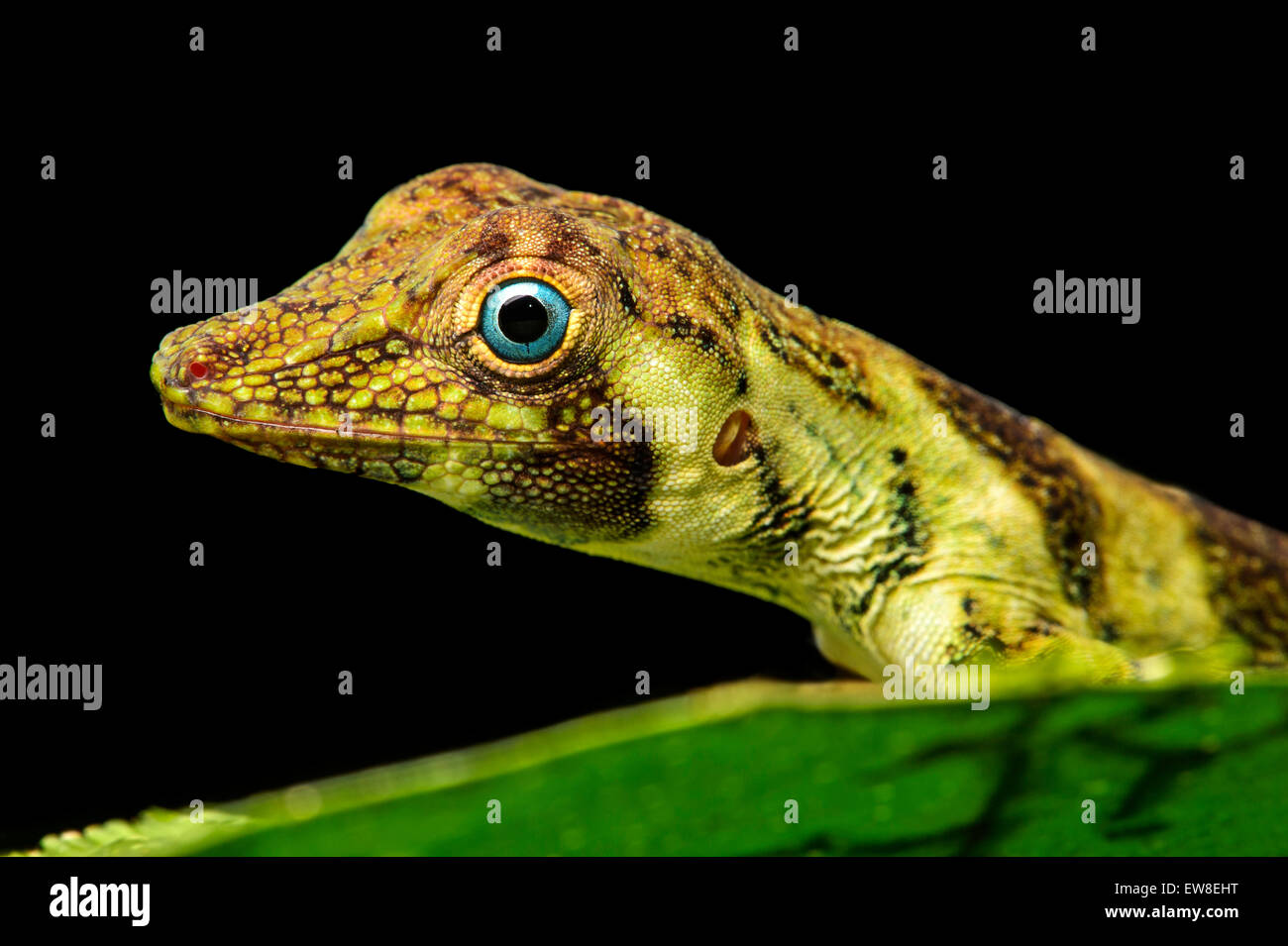Femmina Tree-Anole nastrati lizard (Anolis transversalis), la foresta pluviale amazzonica Yasuni National Park, Ecuador Foto Stock