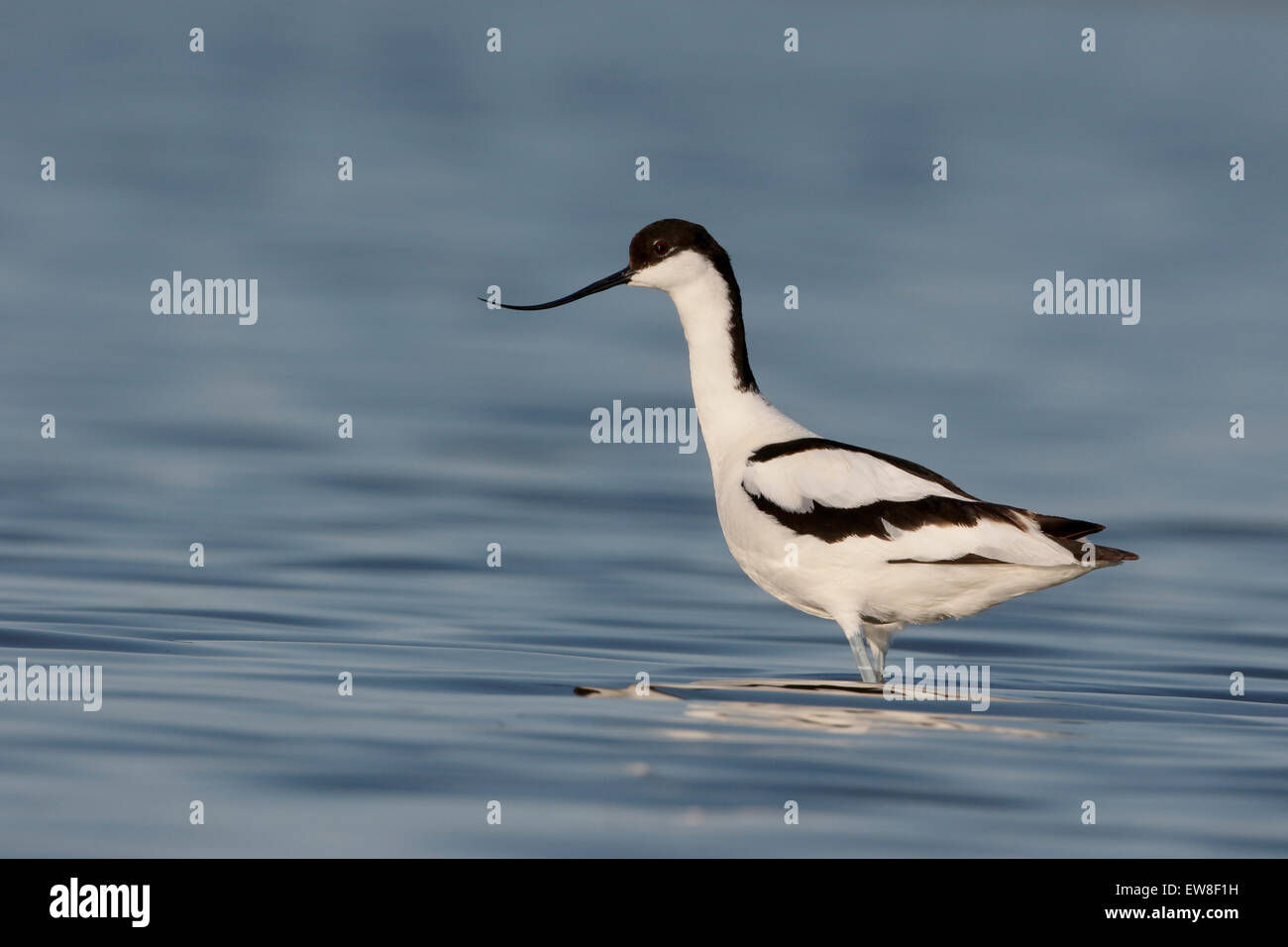 Avocet, Recurvirostra avosetta, singolo uccello in acqua, Romania, Maggio 2015 Foto Stock
