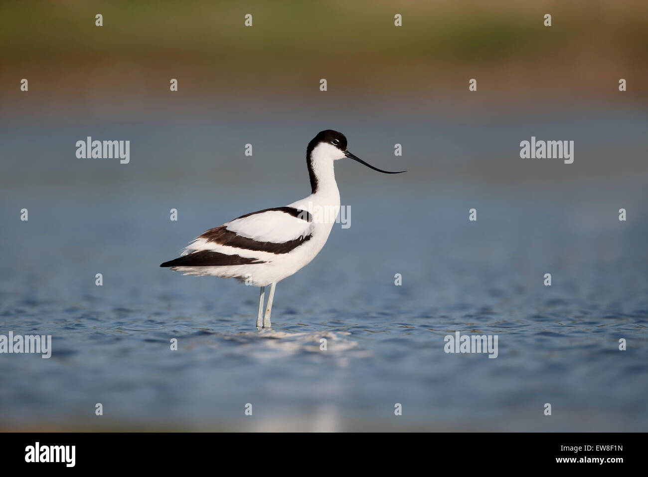 Avocet, Recurvirostra avosetta, singolo uccello in acqua, Romania, Maggio 2015 Foto Stock