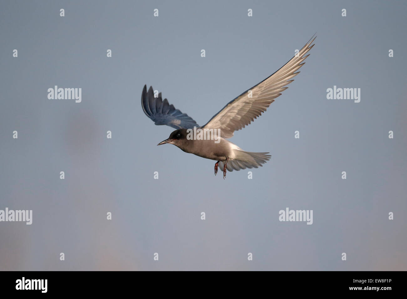 Black Tern, Chlidonias niger, singolo uccello in volo, Romania, Maggio 2015 Foto Stock