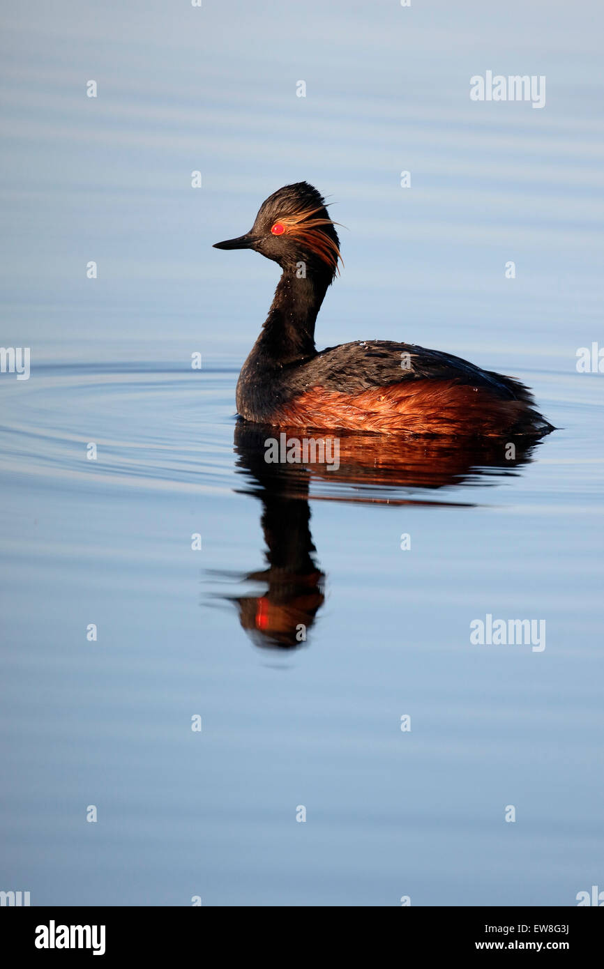 Nero a collo svasso, Podiceps nigricollis, singolo uccello sull'acqua, Romania, Maggio 2015 Foto Stock