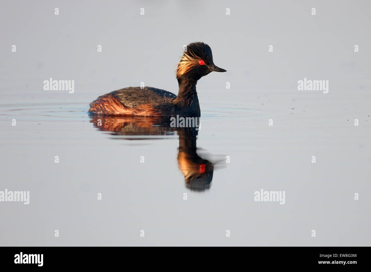 Nero a collo svasso, Podiceps nigricollis, singolo uccello sull'acqua, Romania, Maggio 2015 Foto Stock