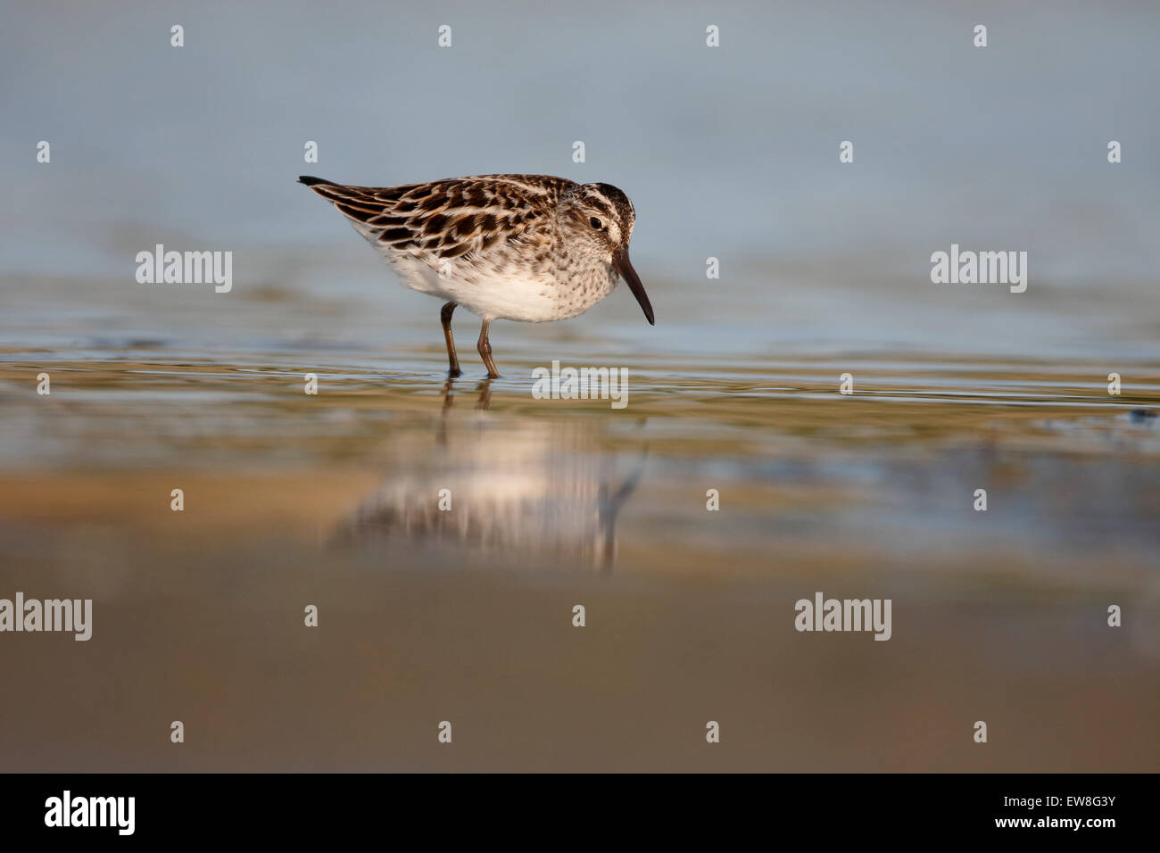 Ampia fatturati sandpiper, Limicola falcinellus, singolo uccello in acqua, Romania, Maggio 2015 Foto Stock