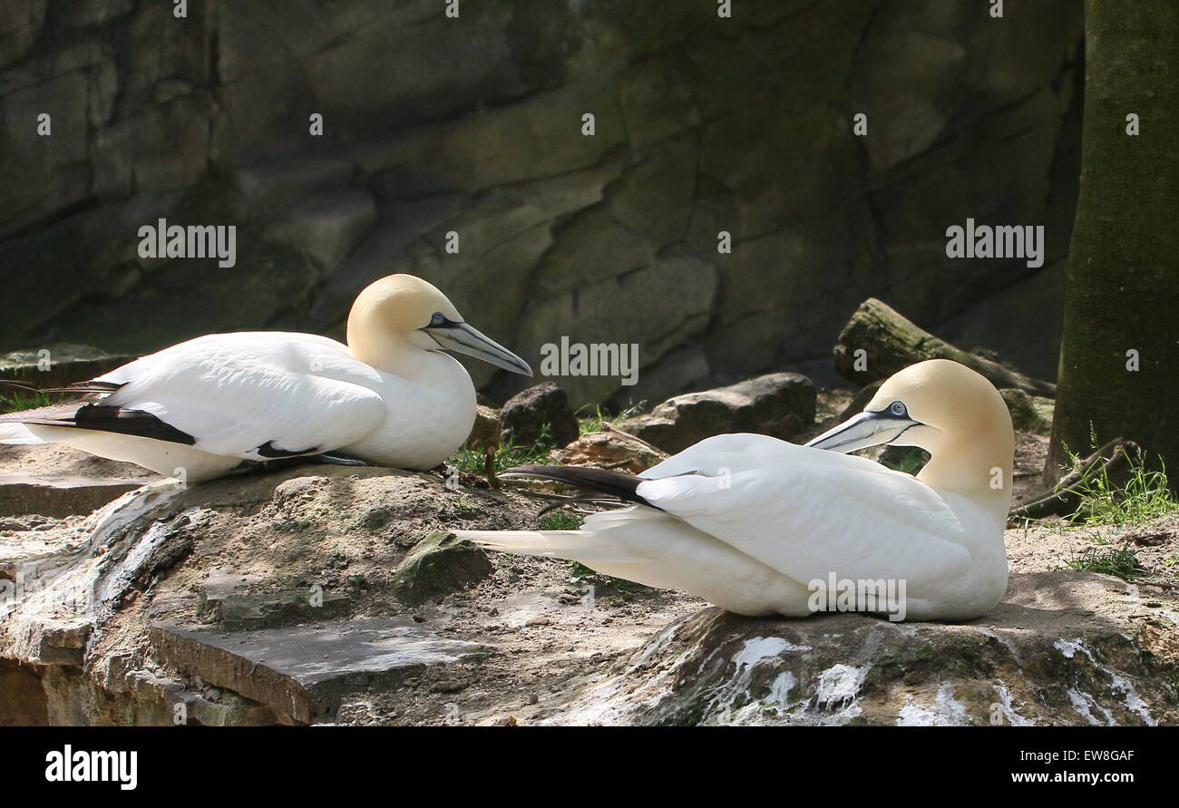 Northern sule (Morus bassanus) nidificazione sugli scogli Foto Stock