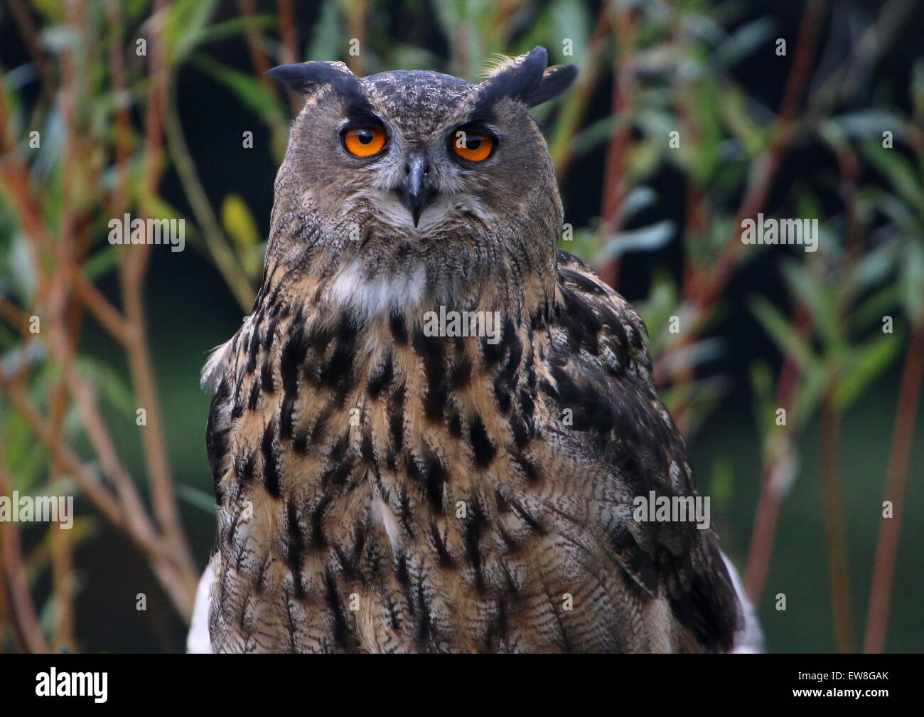 Gufo reale (Bubo bubo) close-up della testa Foto Stock