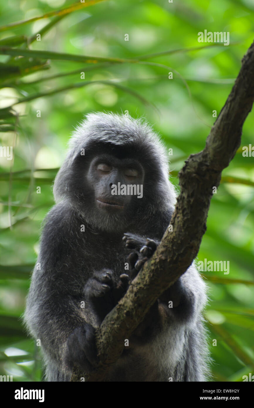 Sleeping scimmia a Singapore Zoo Foto Stock