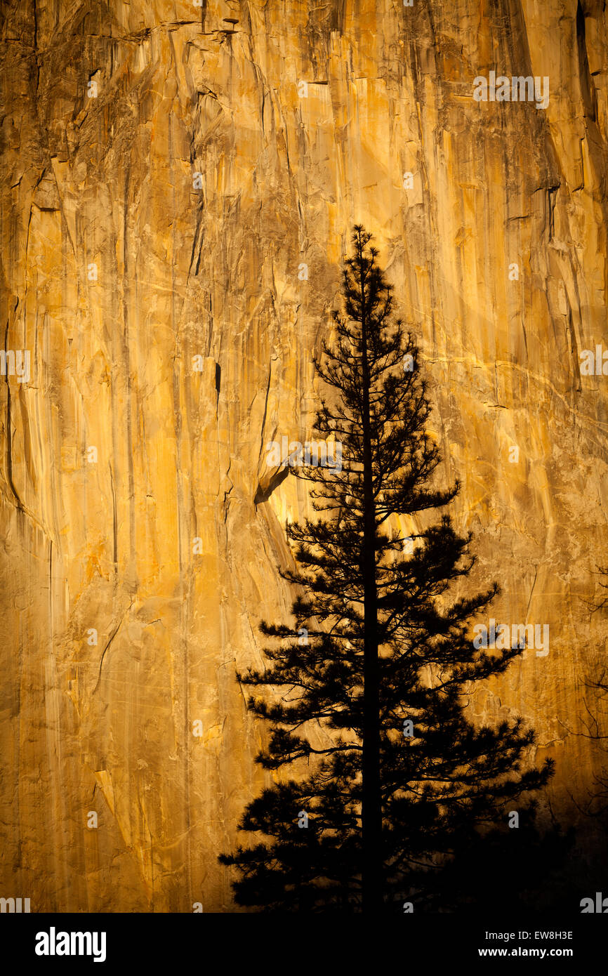 Pino stagliano contro El Capitan, Yosemite National Park, California, Stati Uniti d'America Foto Stock