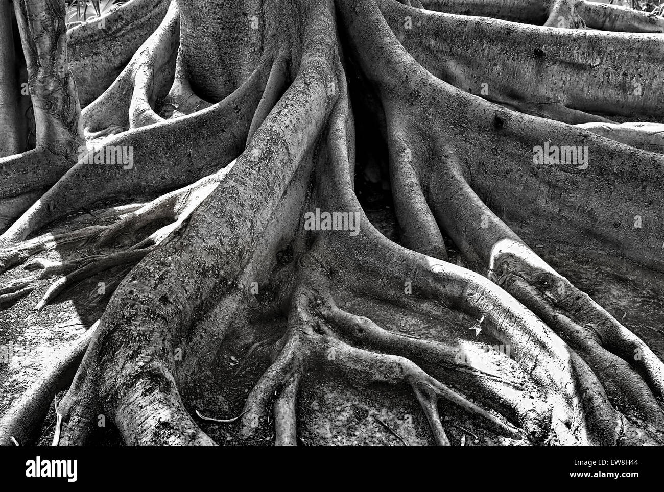 -Radici di antico albero- Alicante (Spagna). Foto Stock