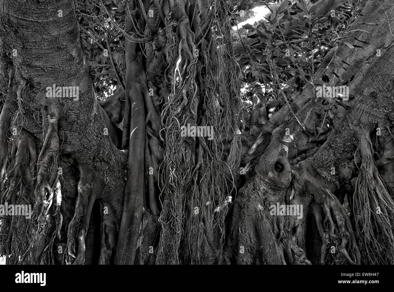 -Antico albero- Alicante (Spagna). Foto Stock
