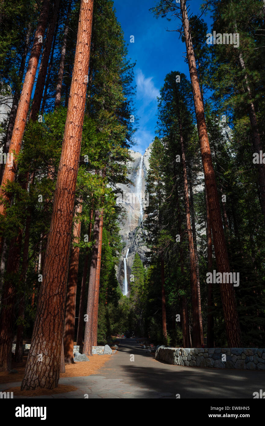 Yosemite Falls dal fondovalle, visto in lontananza attraverso gli alberi di sequoia Foto Stock