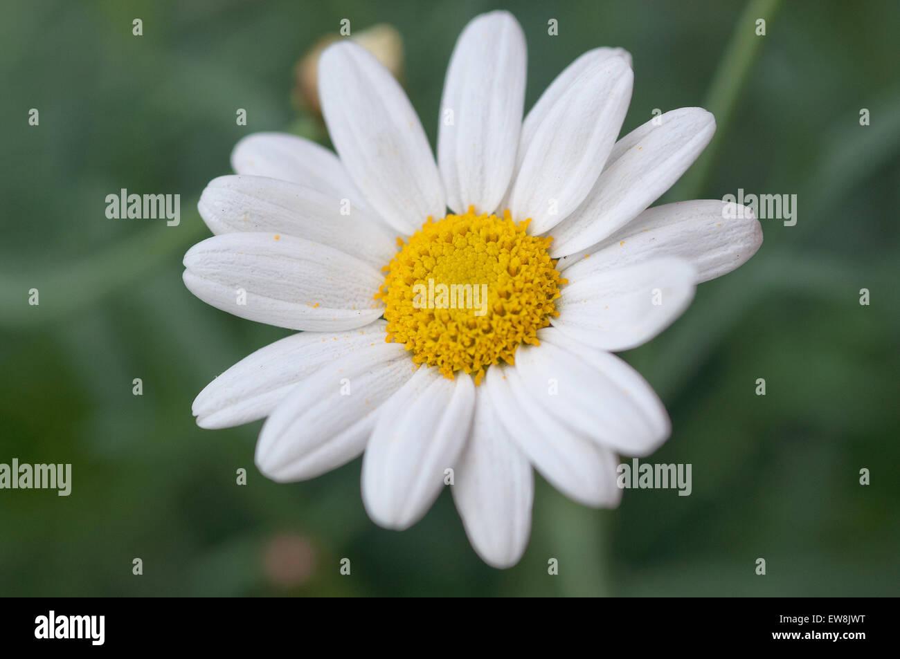 Daisy bianca fiore closeup. Foto Stock