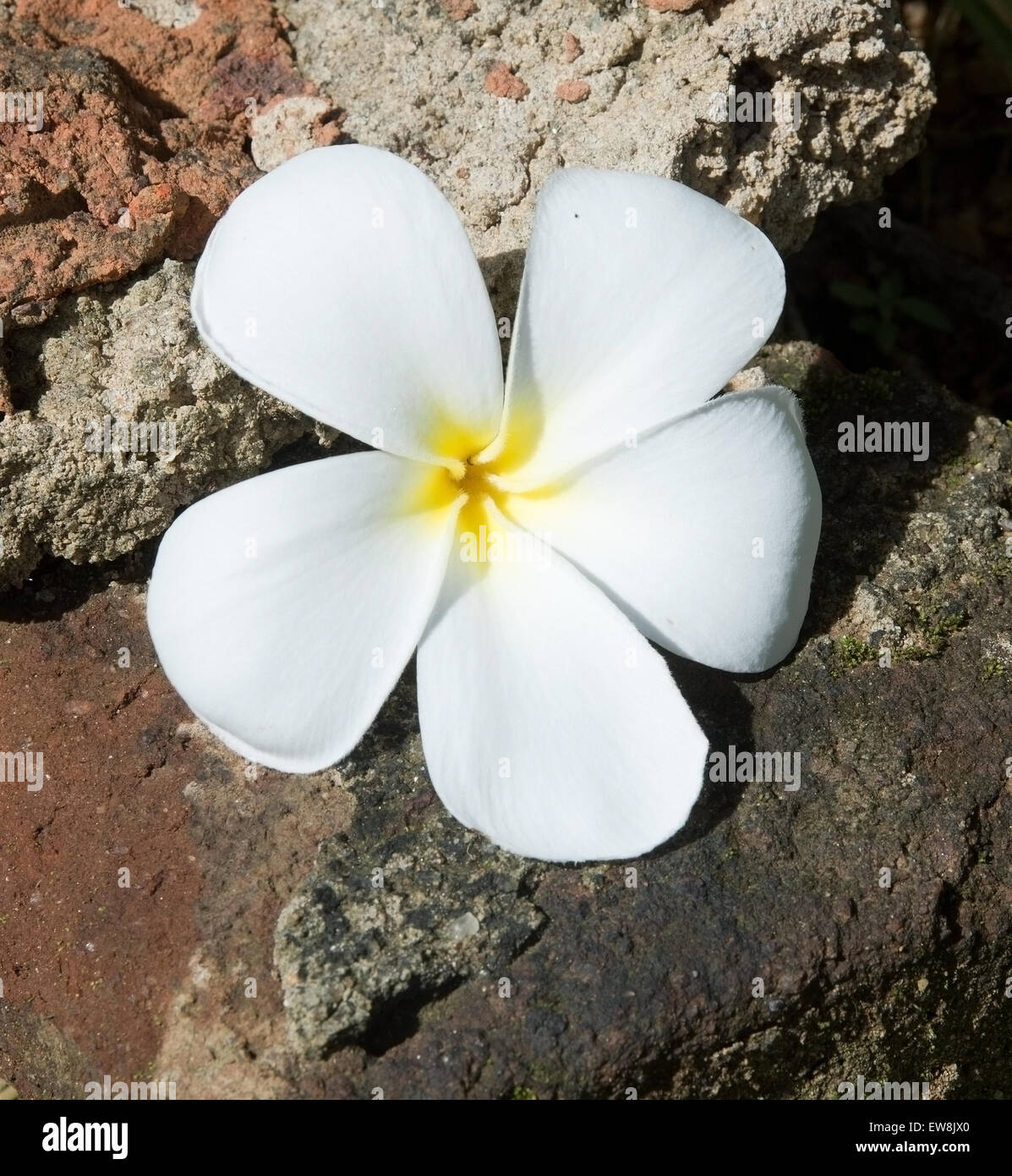 Il Frangipani Bianco fiore di pietra grezza backgrund in Sri Lanka, in Asia. Foto Stock
