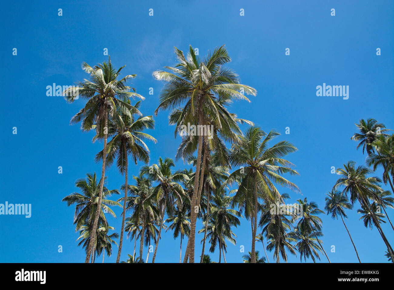 Palme di cocco e il cielo in posizione remota, sud della provincia, Sri Lanka, in Asia. Foto Stock