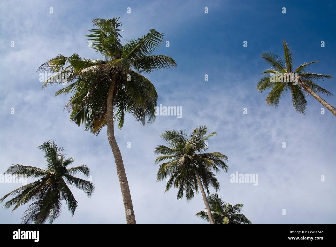 Palme di cocco e il cielo in posizione remota, sud della provincia, Sri Lanka, in Asia. Foto Stock