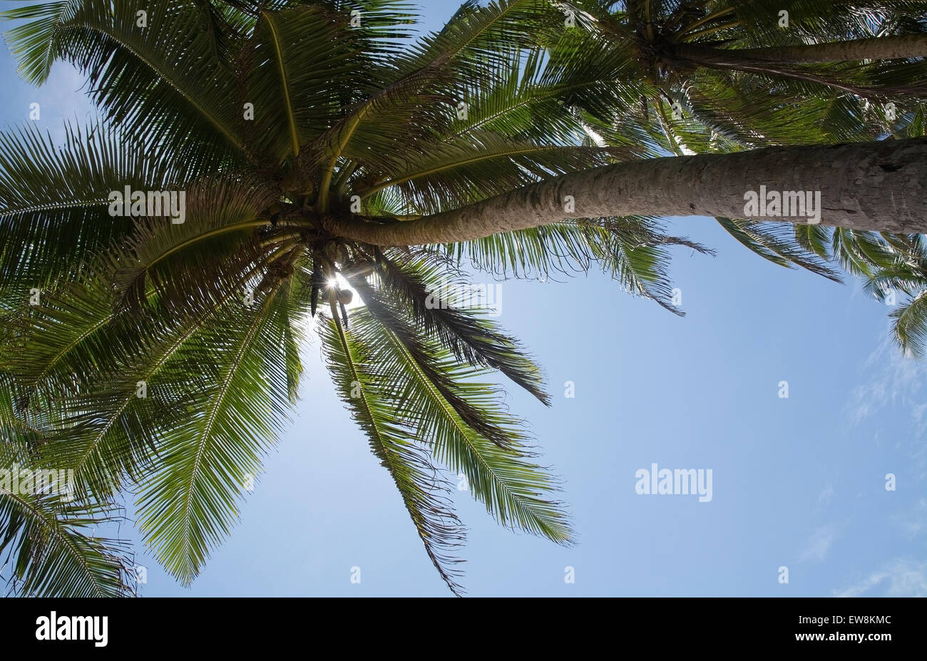 Coconut Palm tree con frutta in posizione remota, sud della provincia, Sri Lanka, in Asia. Foto Stock