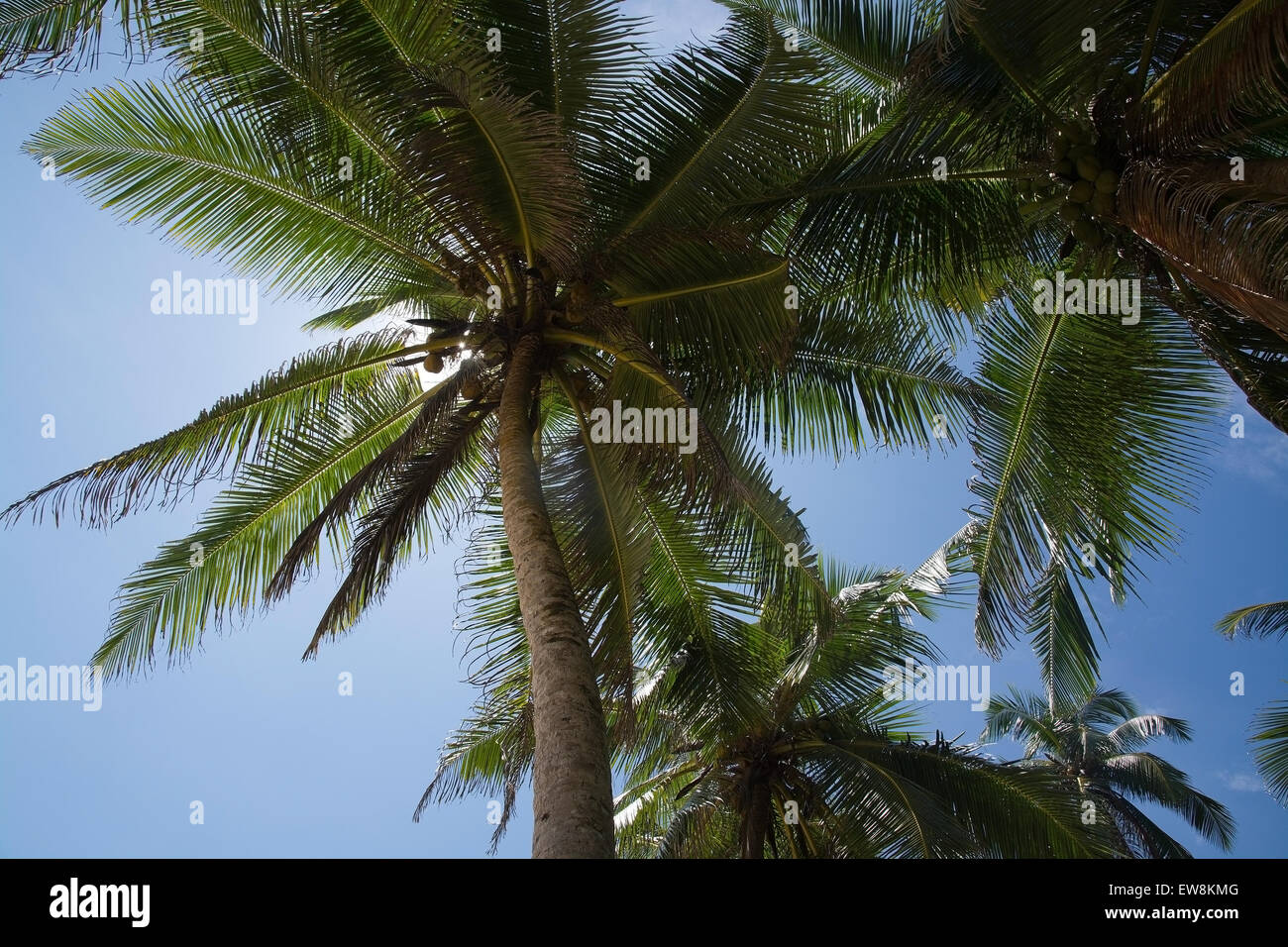 Palme di cocco con frutta in posizione remota, sud della provincia, Sri Lanka, in Asia. Foto Stock