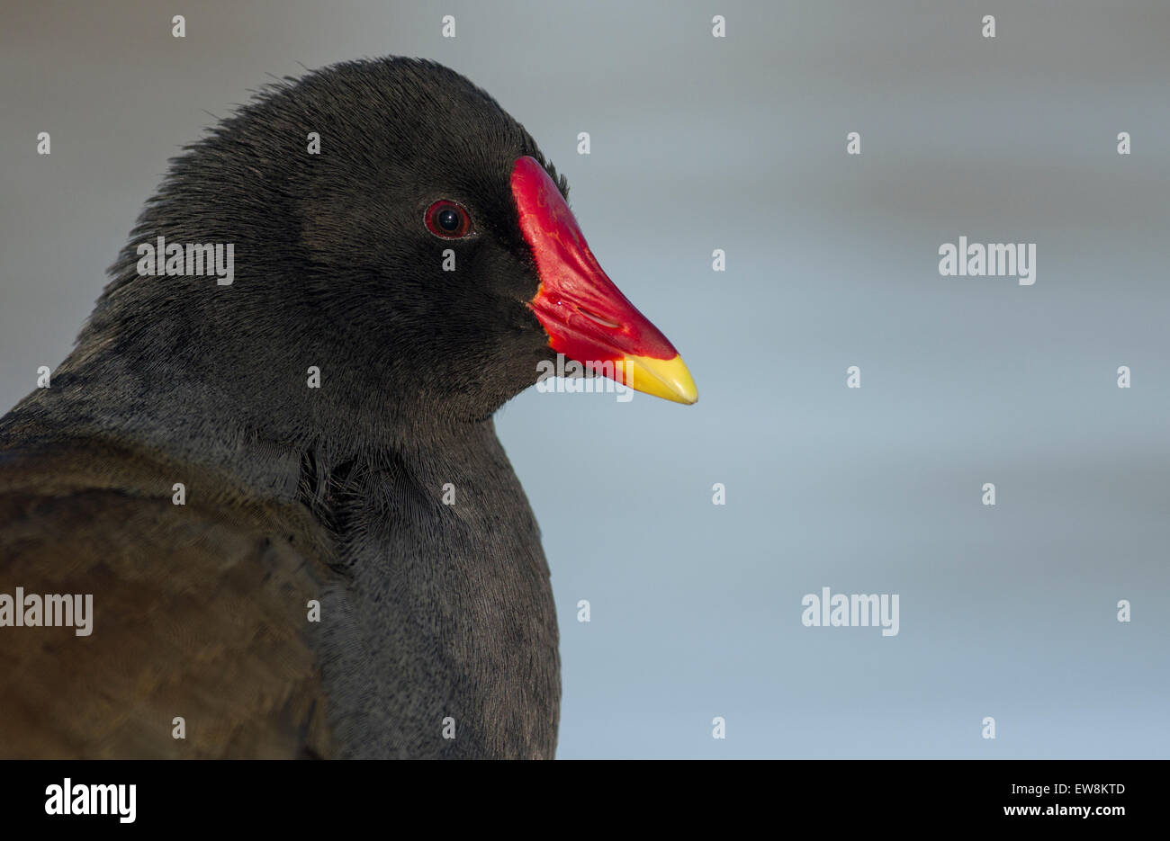 Gallinula chloropus moorhen close up Foto Stock