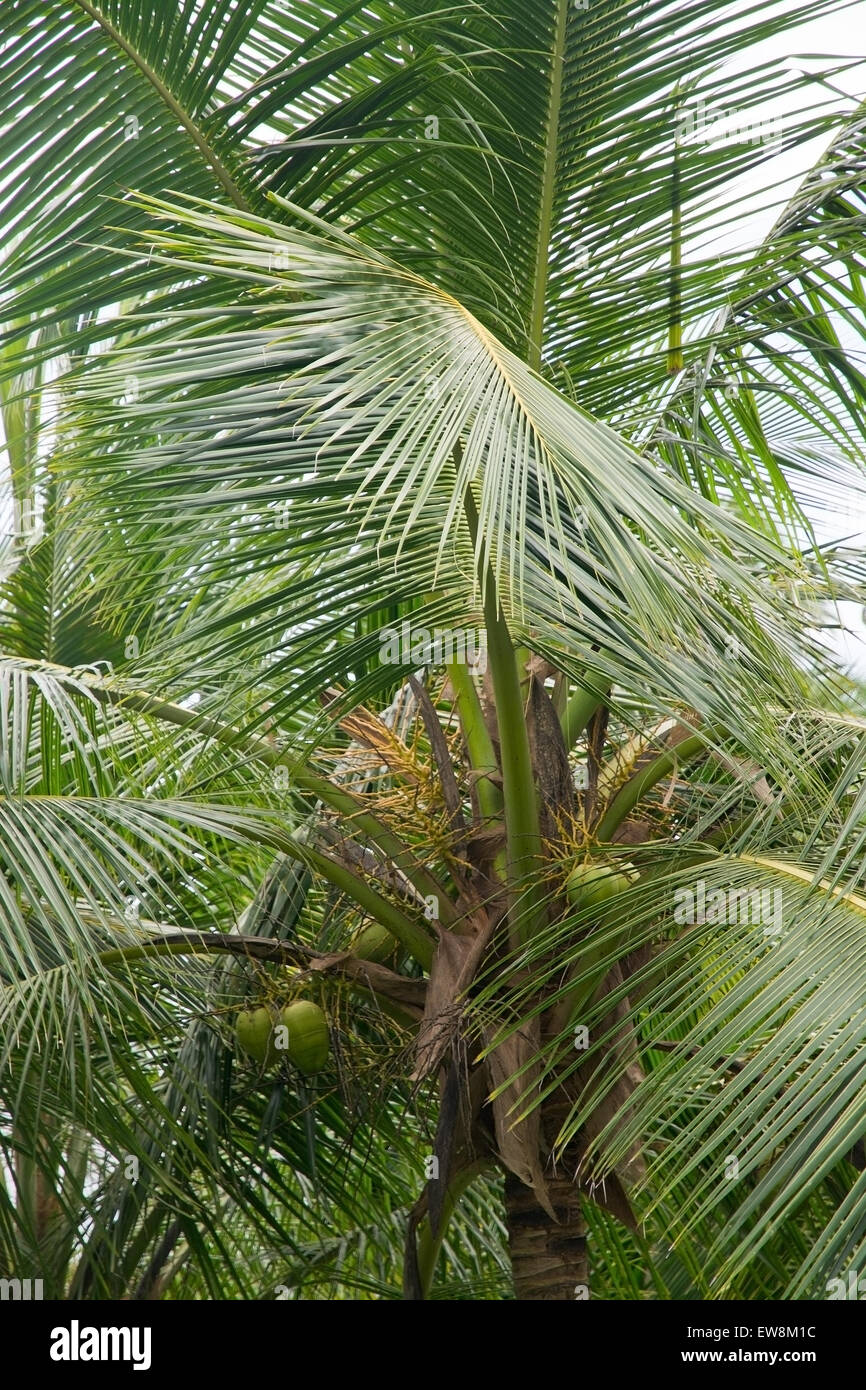 Coconut Palm tree, lussureggiante fogliame verde closeup, sud della provincia, Sri Lanka, in Asia. Foto Stock