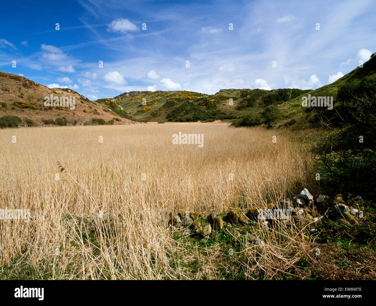 Llanlleiana Marsh: una ripida facciate interne della valle di Porth Llanlleiana difendere S fianco di dinas Gynfor promontorio costiero fort (L), Anglesey. Foto Stock