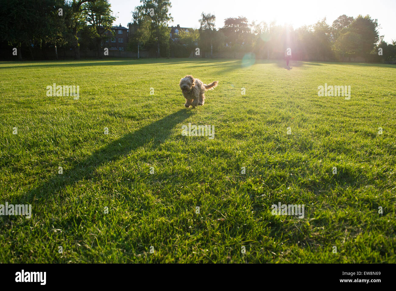 Un cane sprint verso la telecamera su una serata estiva in un parco di Londra al sole Foto Stock
