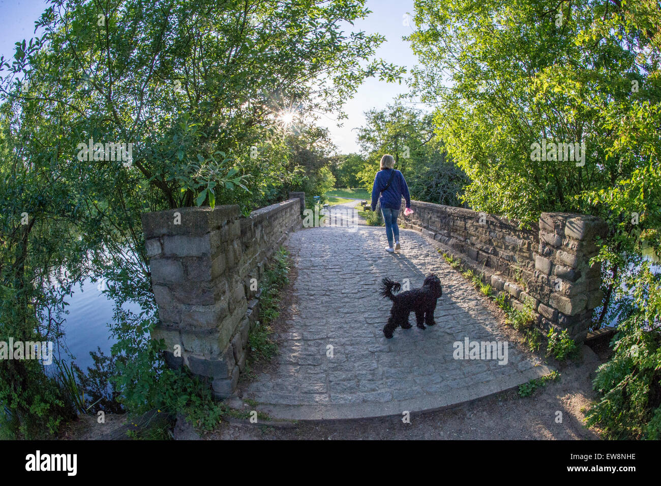 Una signora cammina il suo cane su una giornata d'estate su Wandsworth Comuni a Londra Foto Stock