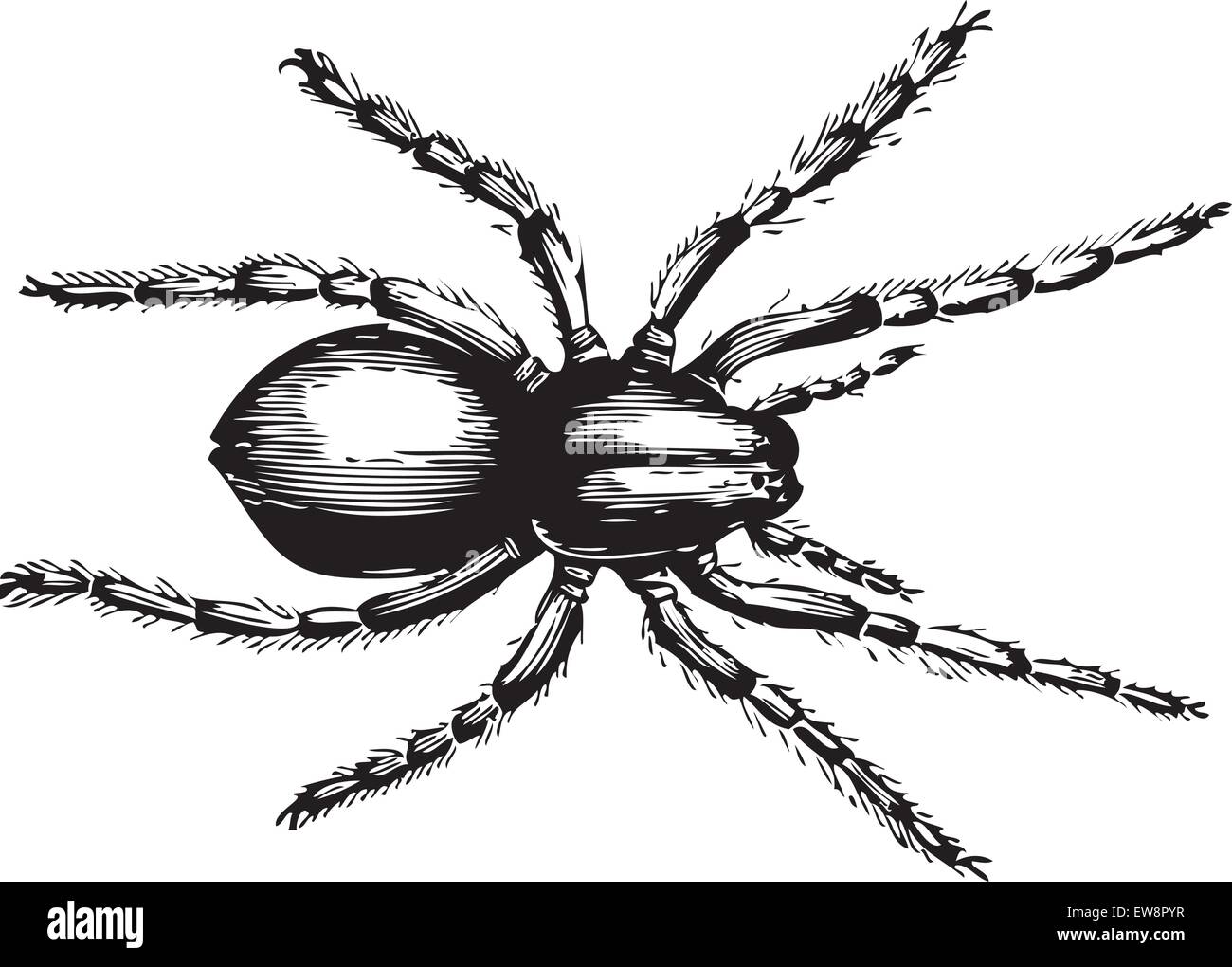 Geolycosa fatifera (la più recente per nome lycosa fatifera) è un ragno nella famiglia Lycosidae, o Wolf ragni. Il vettore Illustrazione Vettoriale