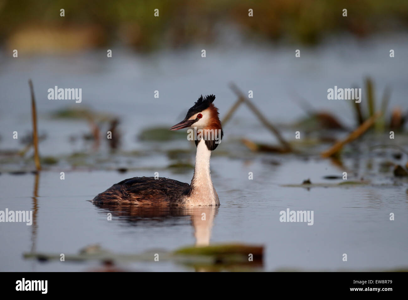 Svasso, cormorano, Podiceps cristatus, singolo uccello sull'acqua, Romania, Maggio 2015 Foto Stock