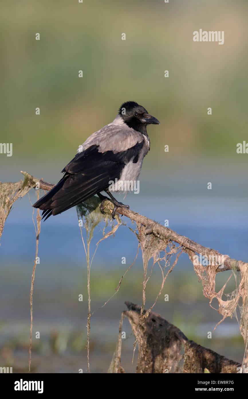 Cornacchia mantellata, Corvus corone cornix, singolo uccello sul ramo, Romania, Maggio 2015 Foto Stock