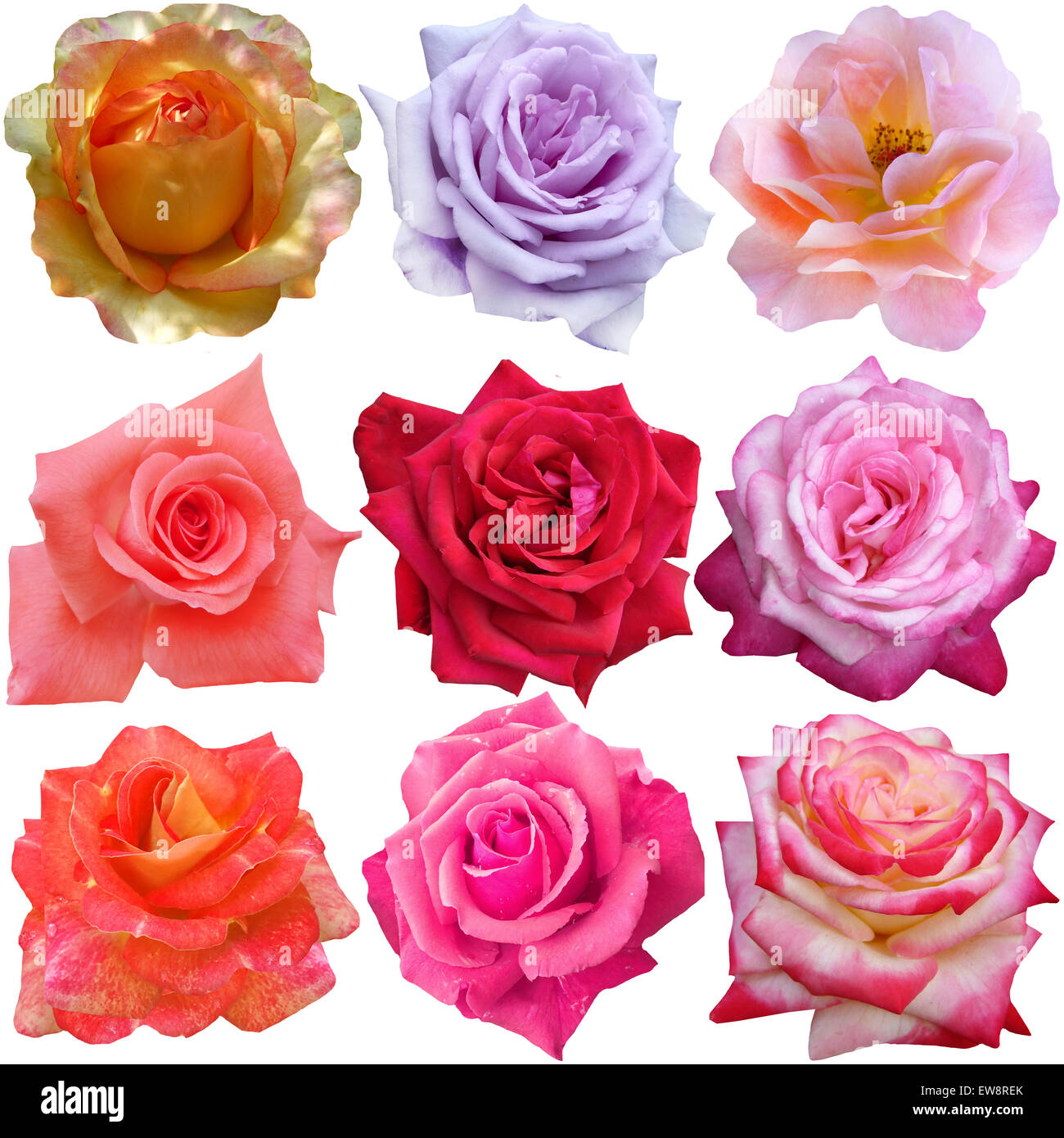 Le fioriture di rose Foto Stock
