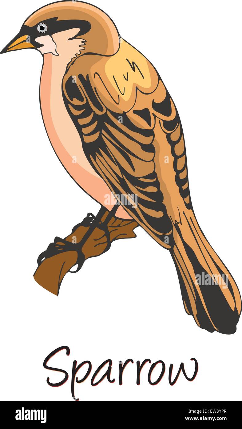 Sparrow, appollaiato su un ramo, Illustrazione a colori Illustrazione Vettoriale