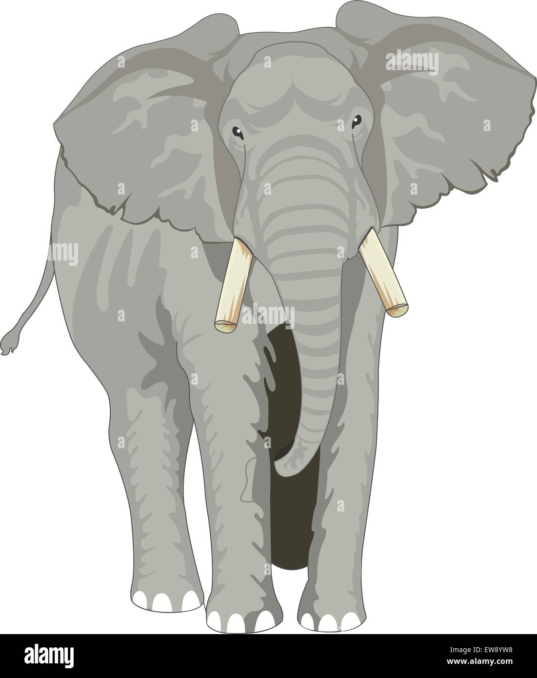 Elephant, Grigio, rivolto verso la parte anteriore, illustrazione vettoriale Illustrazione Vettoriale