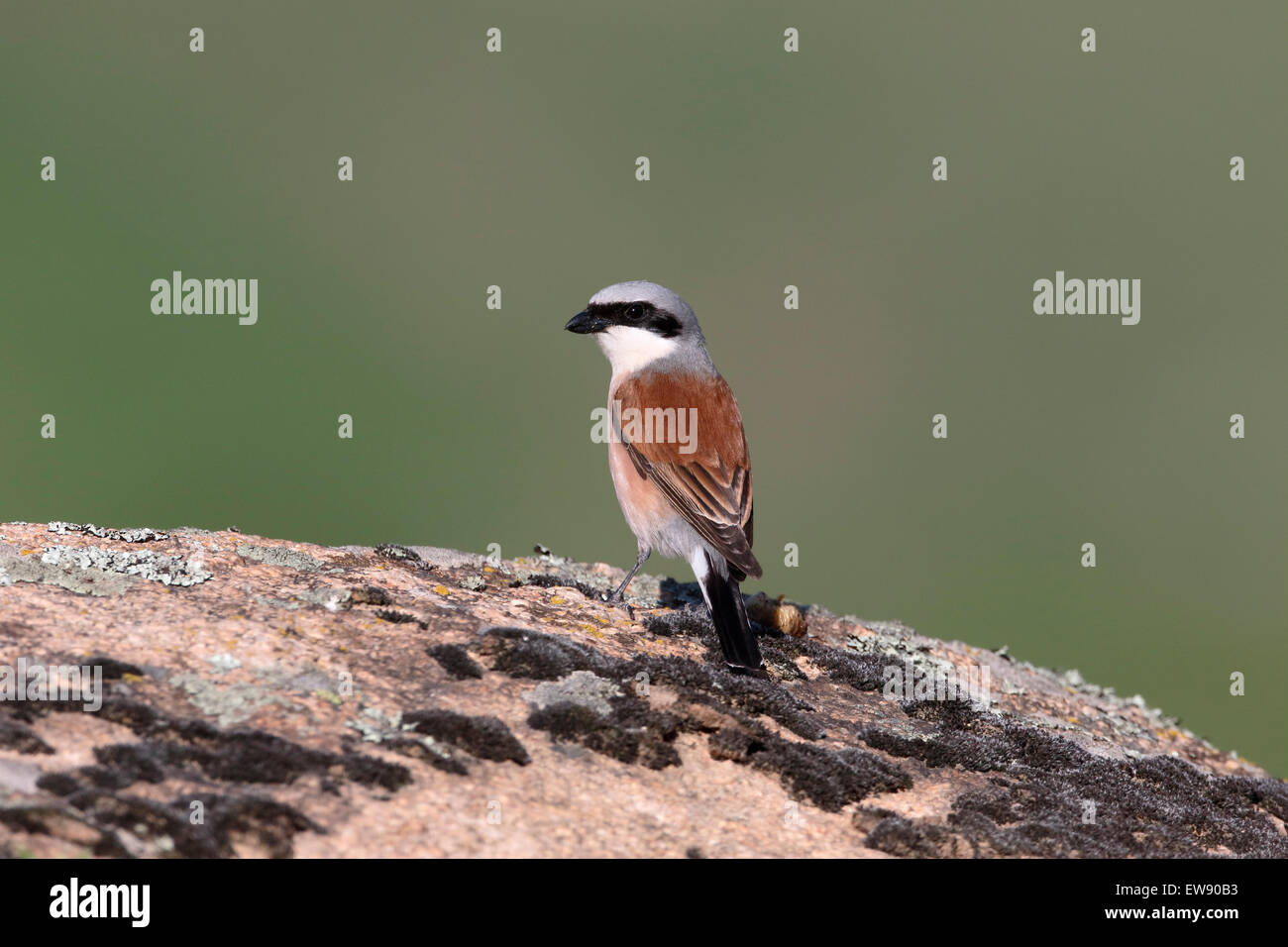 Red-backed shrike, Lanius collurio, singolo uccello su roccia, Romania, Maggio 2015 Foto Stock
